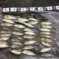 夜釣りが良く釣れる